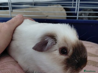 Guinea Pig rodents Assorted Pure breed guinea pigs - Advert 1