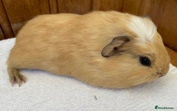 Guinea Pig rodents for sale: RESERVED Gorgeous baby Guinea - Boy - Image 3