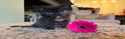 Mixed Breed cats for sale: Black kittens - Advert 2