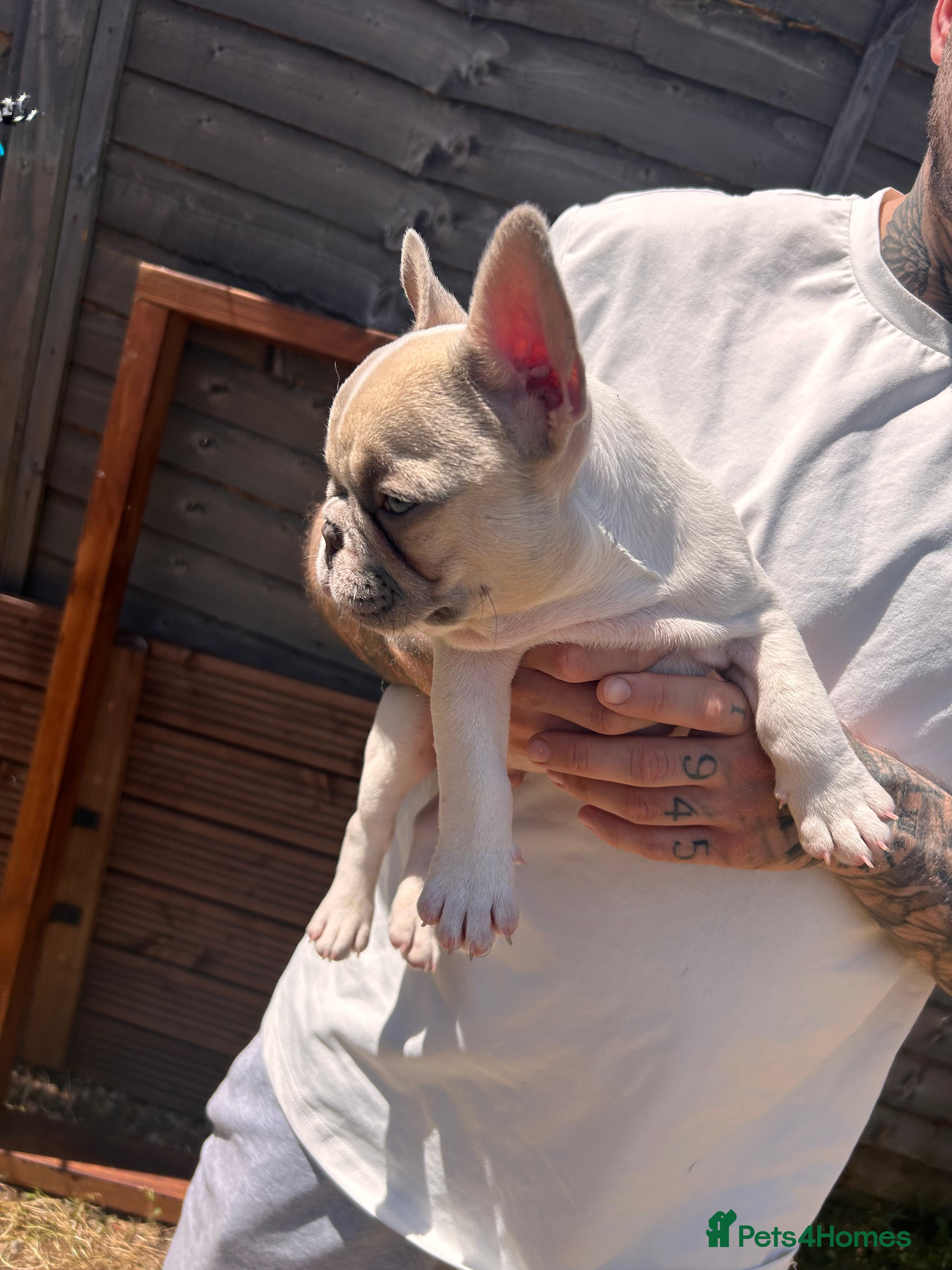 French Bulldog dogs for sale: DWKC French bulldog puppies  - Advert 22