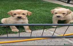 Cockerdor dogs for sale: Gorgeous Cockerdors!!  in Ibstock - Image 13
