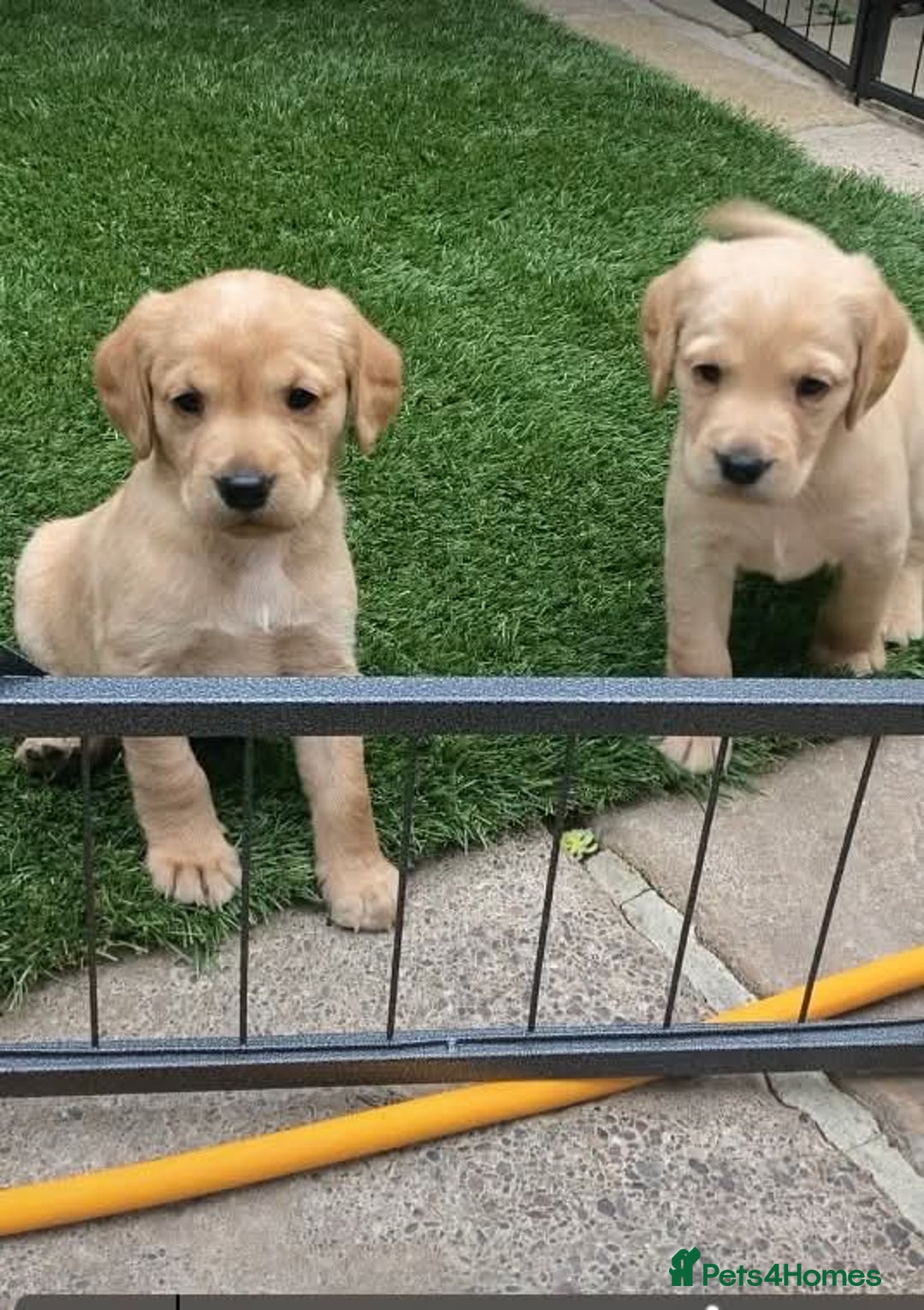 Cockerdor dogs for sale: Gorgeous Cockerdors!!  in Ibstock - Image 13