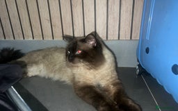 Ragdoll cats for stud: Stunning ragdoll for stud  - Image 14
