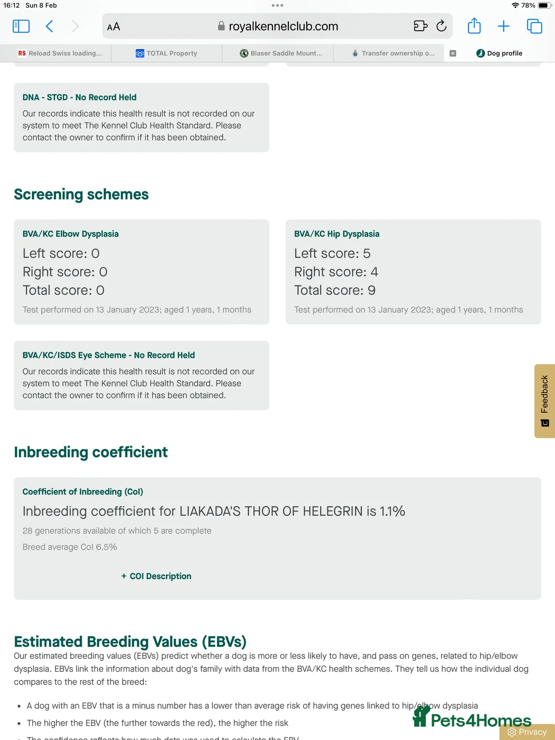 Labrador Retriever dogs for sale: Gorgeous Chocolate Labradors  - Advert 21