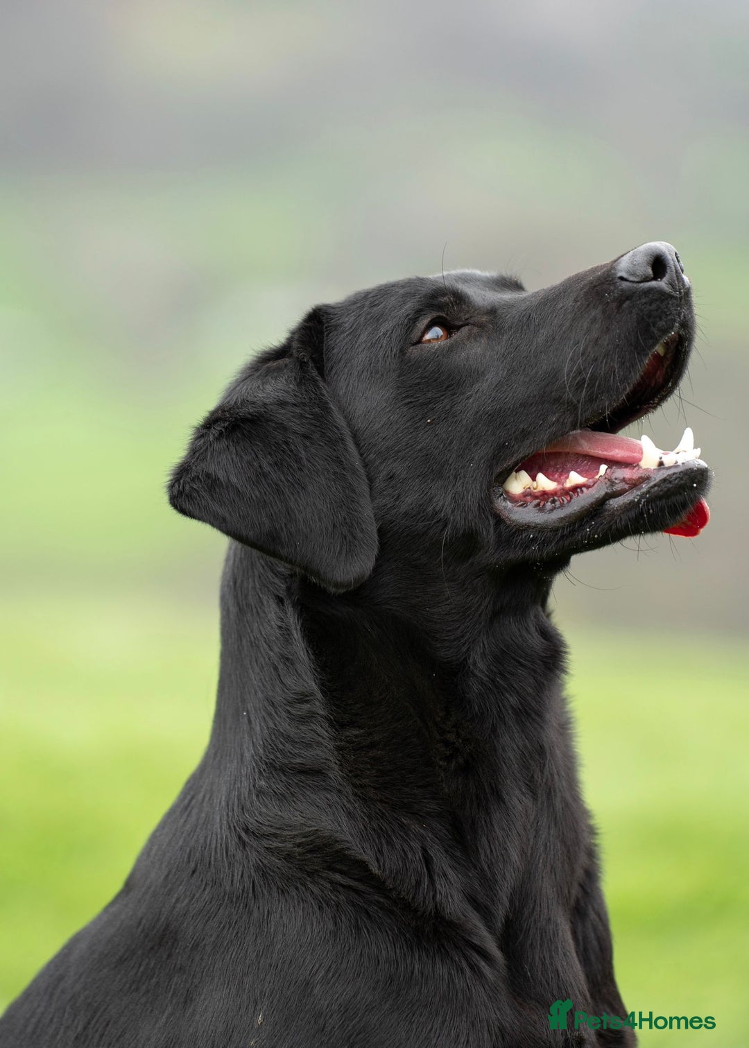 Labrador Retriever dogs for sale: Beautiful Black Labrador Pups - Image 8