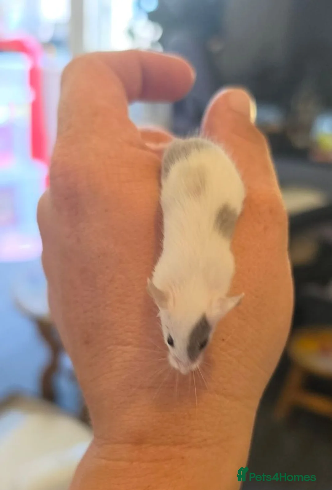 Mouse rodents for sale: beautiful mice - Advert 1