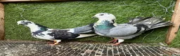 Pigeons birds for sale: 35 Mix  pigeon for sale - Advert 22