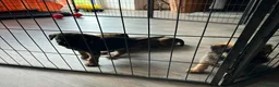Border Terrier dogs for sale: Lovely Border Terrier puppies - Advert 1