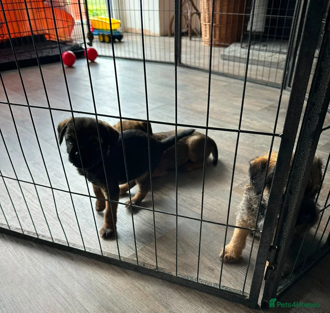 Border Terrier dogs for sale: Lovely Border Terrier puppies - Advert 1