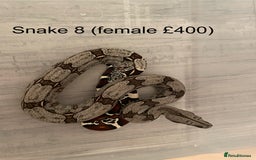 Boa Snake reptiles for sale: ✨ Stunning Red Tailed Suriname Boa’s (BCC) ✨ - Image 11
