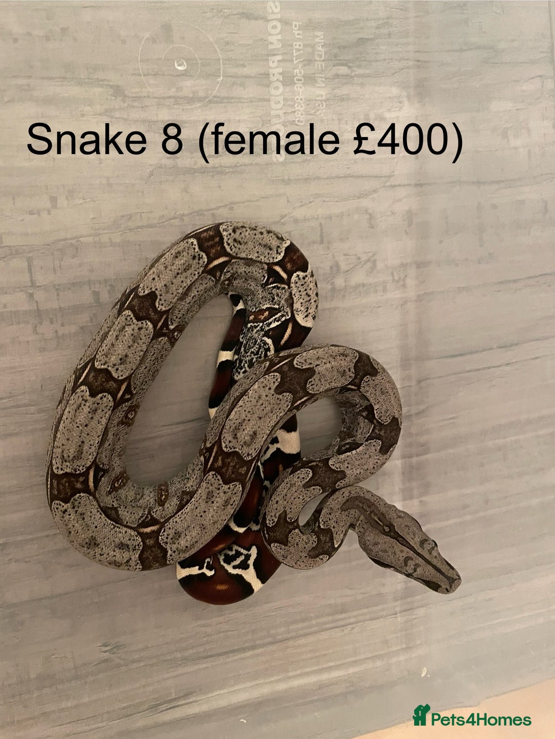 Boa Snake reptiles for sale: ✨ Stunning Red Tailed Suriname Boa’s (BCC) ✨ - Image 11
