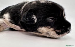Mixed Breed dogs for sale: Floodle  - Image 16