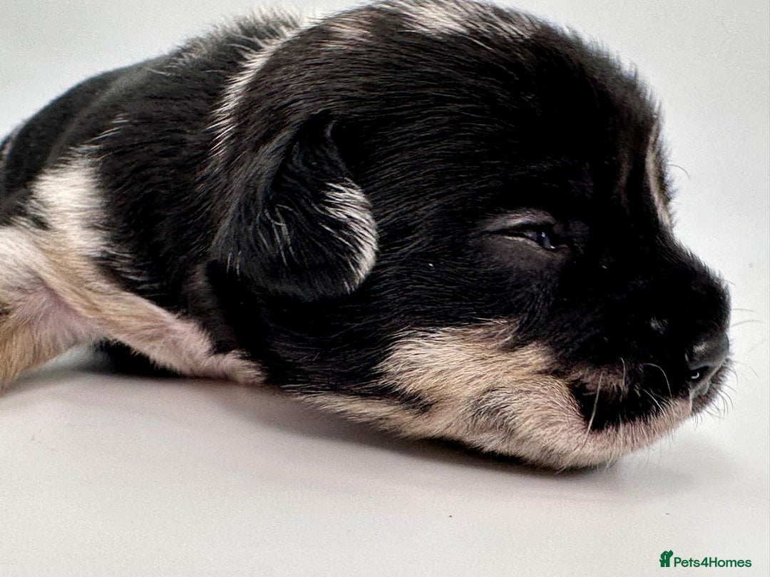 Mixed Breed dogs for sale: Floodle  - Image 16