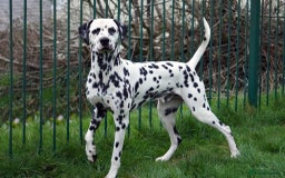 Dalmatian dogs for sale: 💙last LUA boy 💙 KC reg - Image 13
