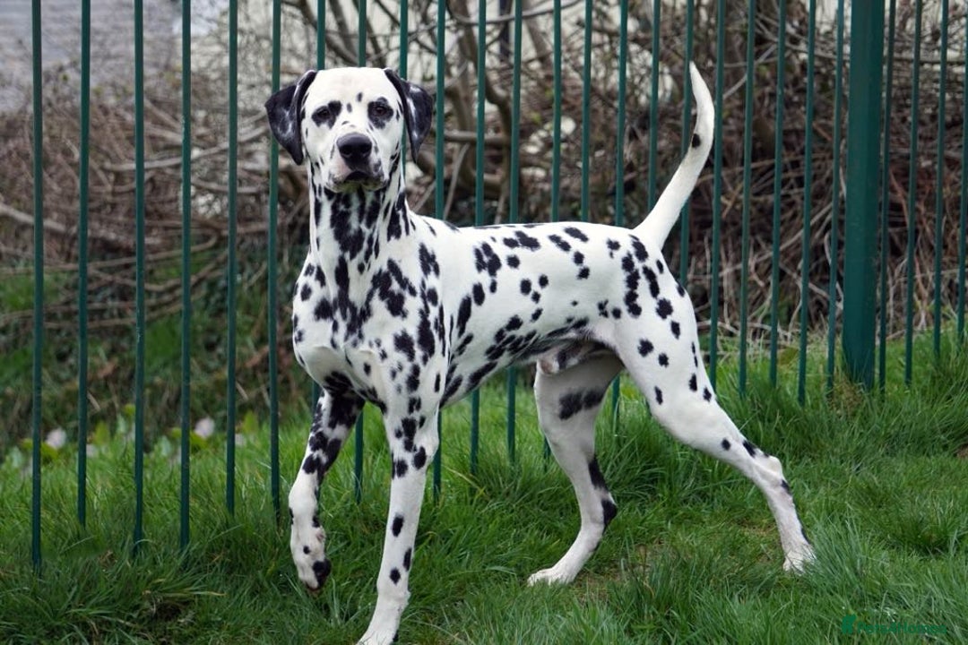 Dalmatian dogs for sale: 💙last LUA boy 💙 KC reg - Image 13