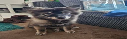 Pomsky dogs for sale: F3 Pomsky Puppies MUST GO - Advert 3