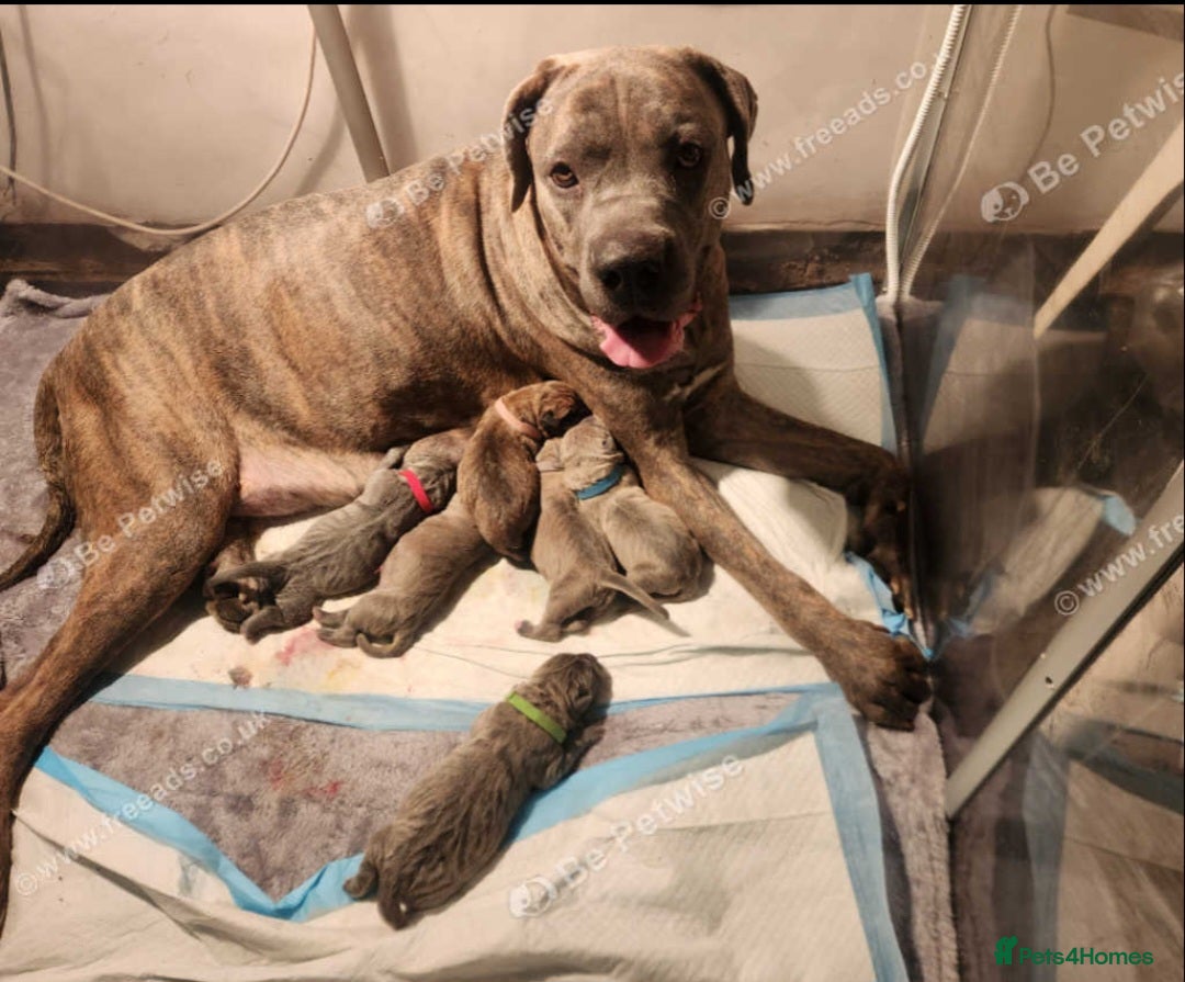 Cane Corso dogs for sale: Cane Corso Puppies in Wolverhampton - Image 2