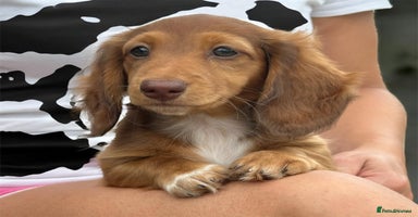 Miniature Dachshund dogs - Advert 16