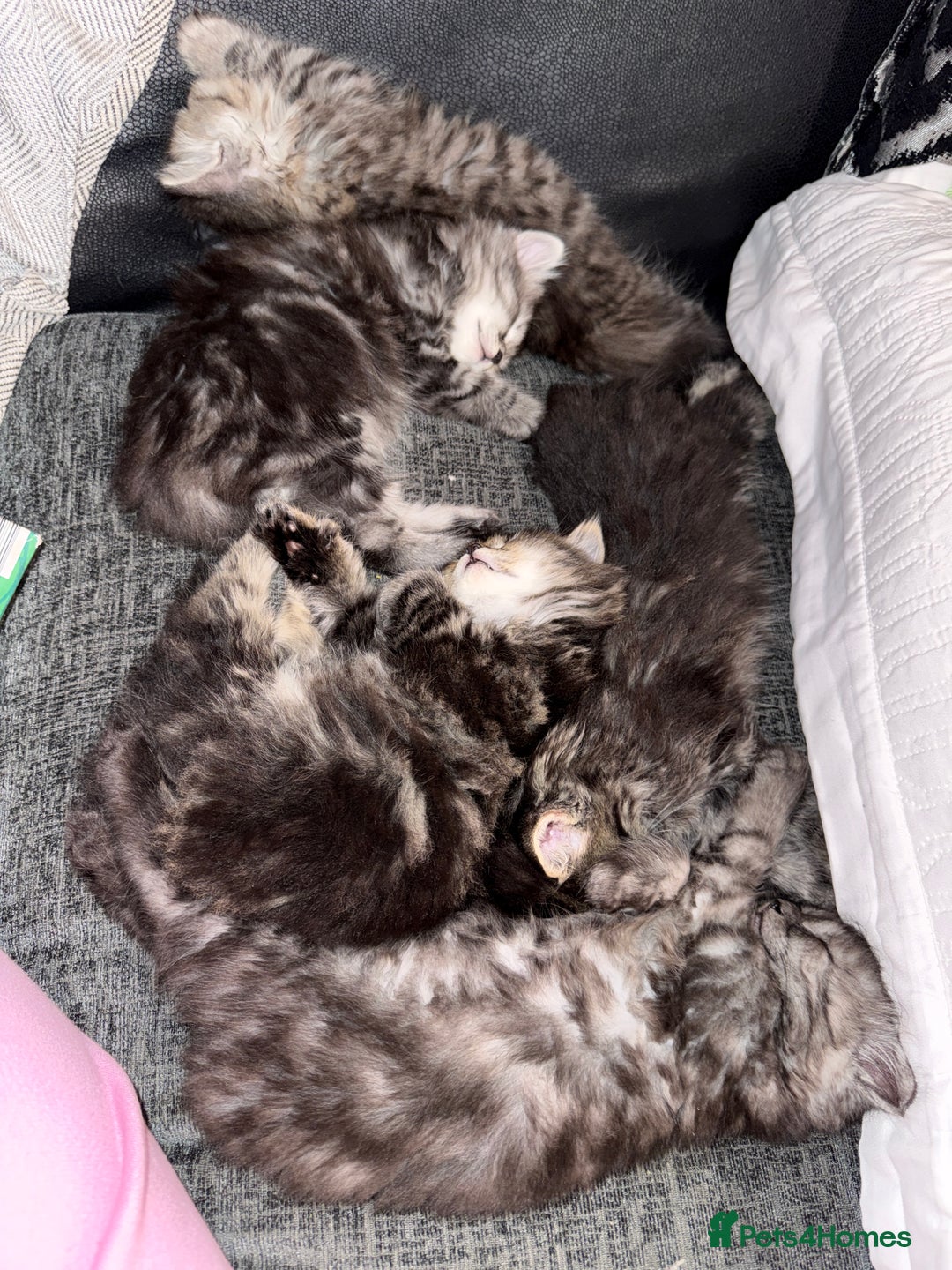 Persian cats for sale: PersianBSH silver, ginger & dark silver kittens 🩷 - Advert 13