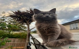 Ragdoll cats for sale: Ragdoll SALE OPEN TO OFFERS  - Image 1