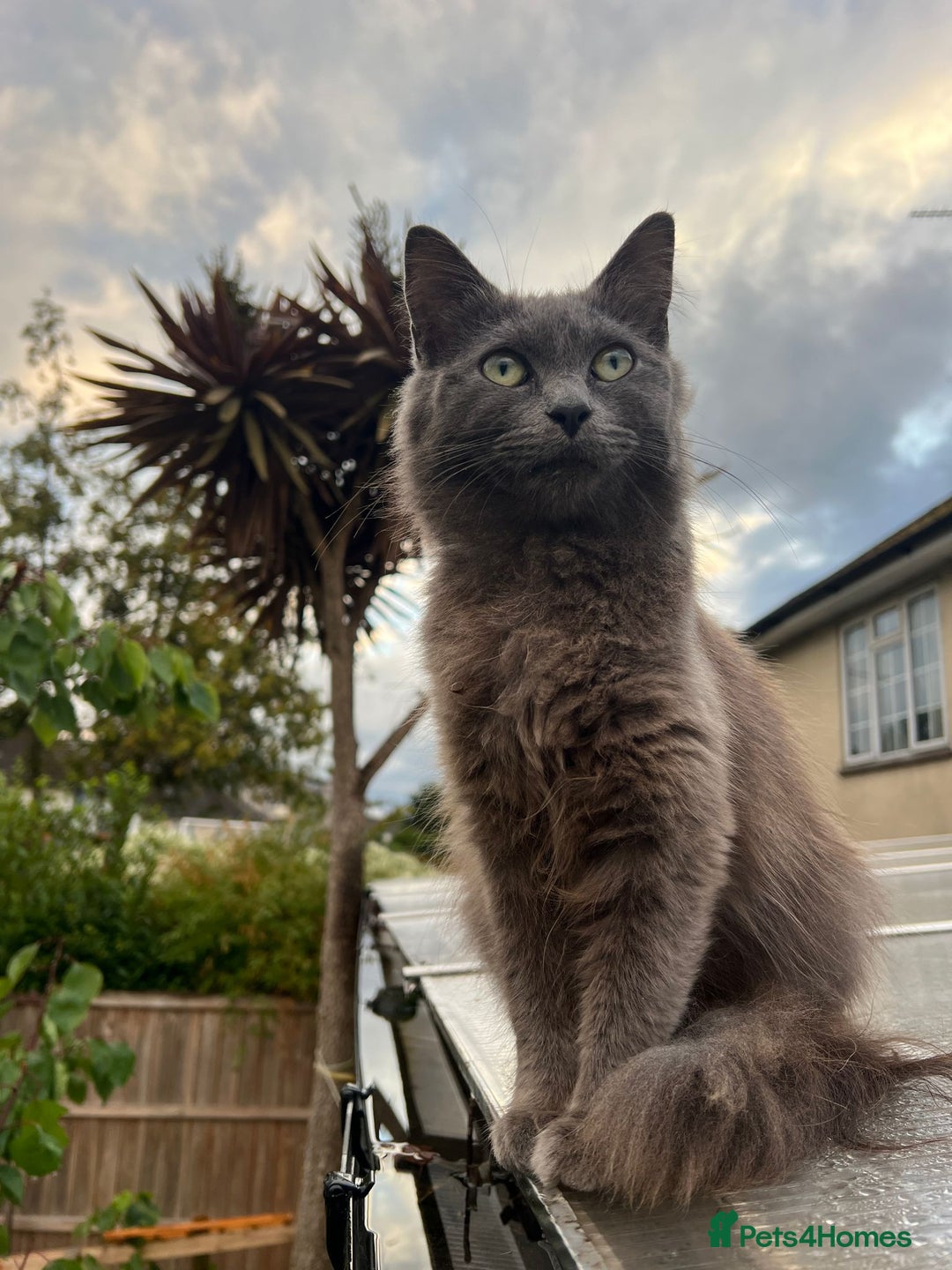 Ragdoll cats for sale: Ragdoll SALE OPEN TO OFFERS  - Image 1