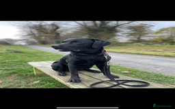 Labrador Retriever dogs for stud: Black Labrador Stud - Image 6