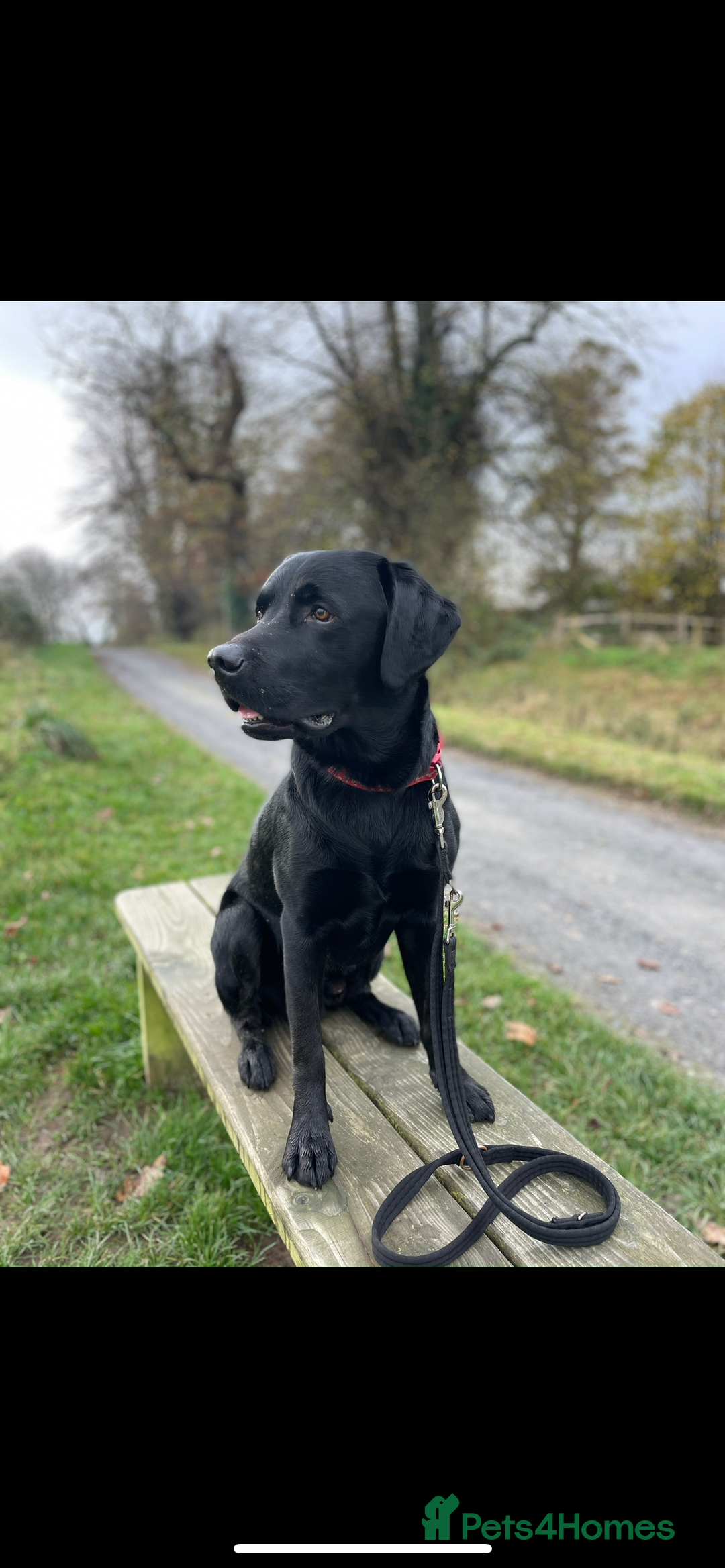 Labrador Retriever dogs for stud: Black Labrador Stud - Image 6