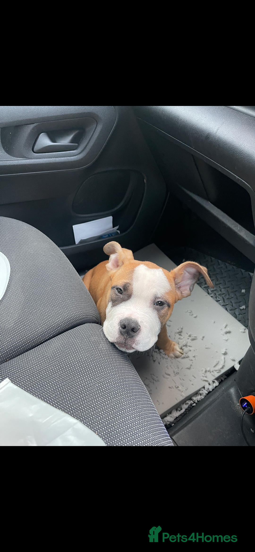 American Bully dogs for sale: American pocket bully puppies ready to go - Advert 5