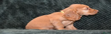 Cocker Spaniel 3
