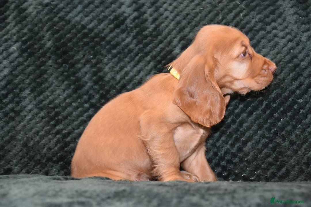 Cocker Spaniel dogs for sale:  Ready Now Kc Reg Show Type Cocker Spaniel - Advert 15