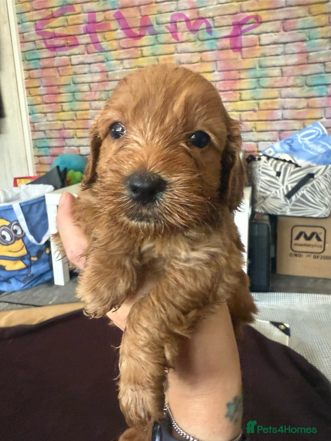Cockapoo dogs for sale: 5 Absolutely gorgeous Fox Red Cockapoo Puppies - Image 7