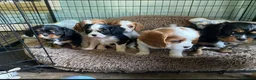 Cavalier King Charles Spaniel dogs for sale: %100 Pure Breed Cavalier King Charles Pups  in Folkestone - Advert 23