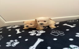 West Highland Terrier dogs for sale: DNA health tested Westie-poos  - Image 31