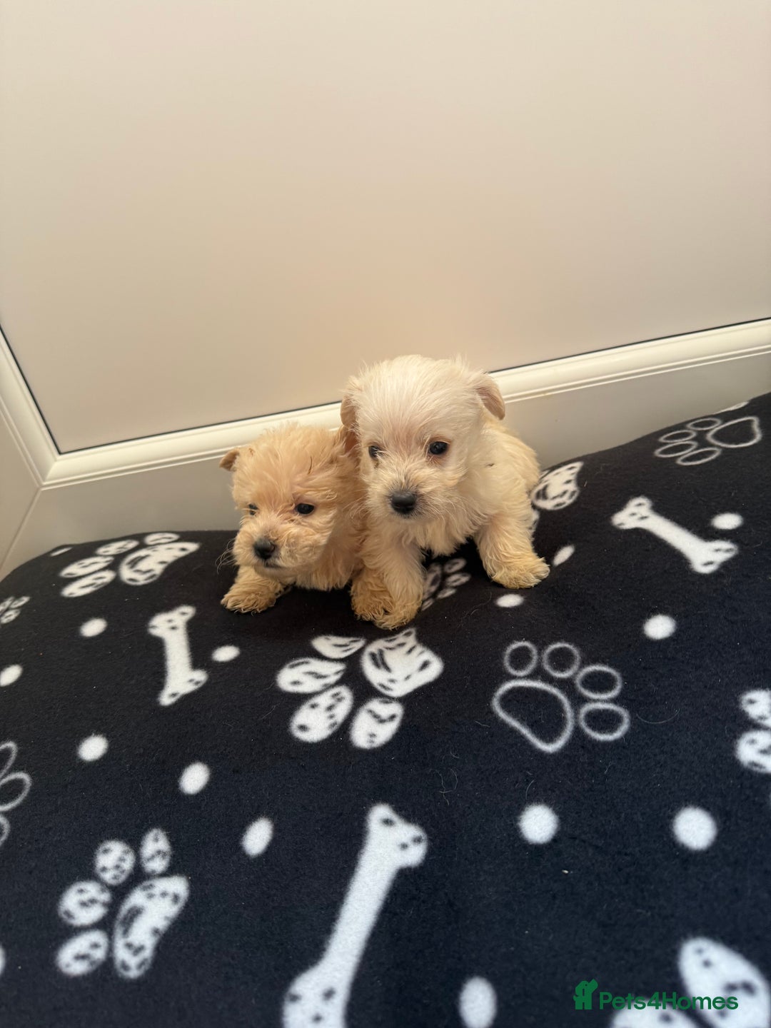 West Highland Terrier dogs for sale: DNA health tested Westie-poos  - Image 31