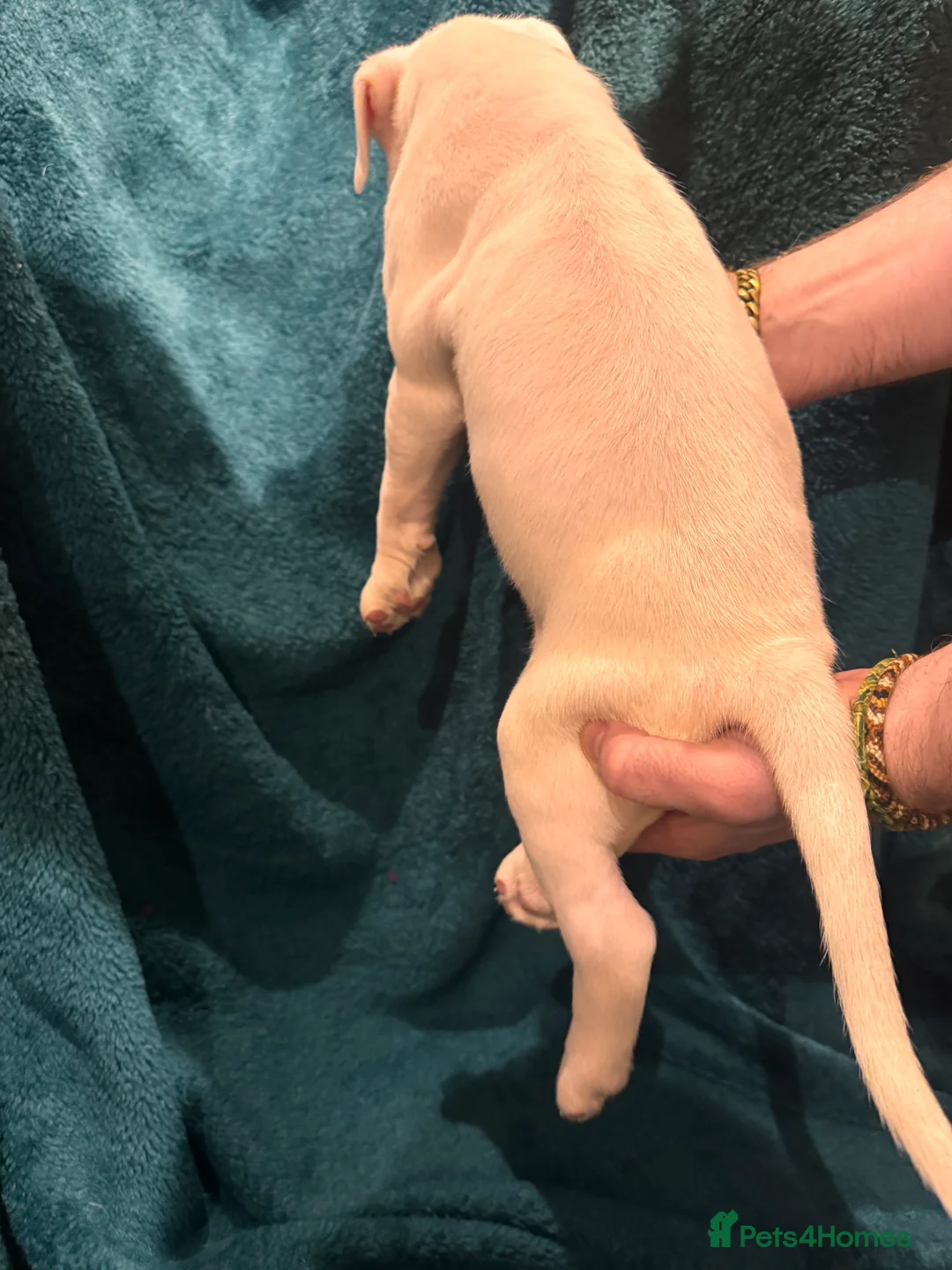 Boxer dogs for sale: Boxer puppies - Advert 16