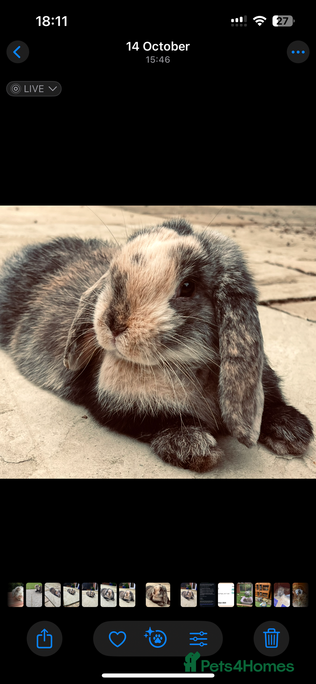 Mini Lop rabbits for sale: Mini lop buck for sale, pet home ideally. - Advert 2