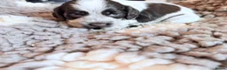 Cocker Spaniel dogs for sale: KC  Show cocker spaniel pups - Advert 14