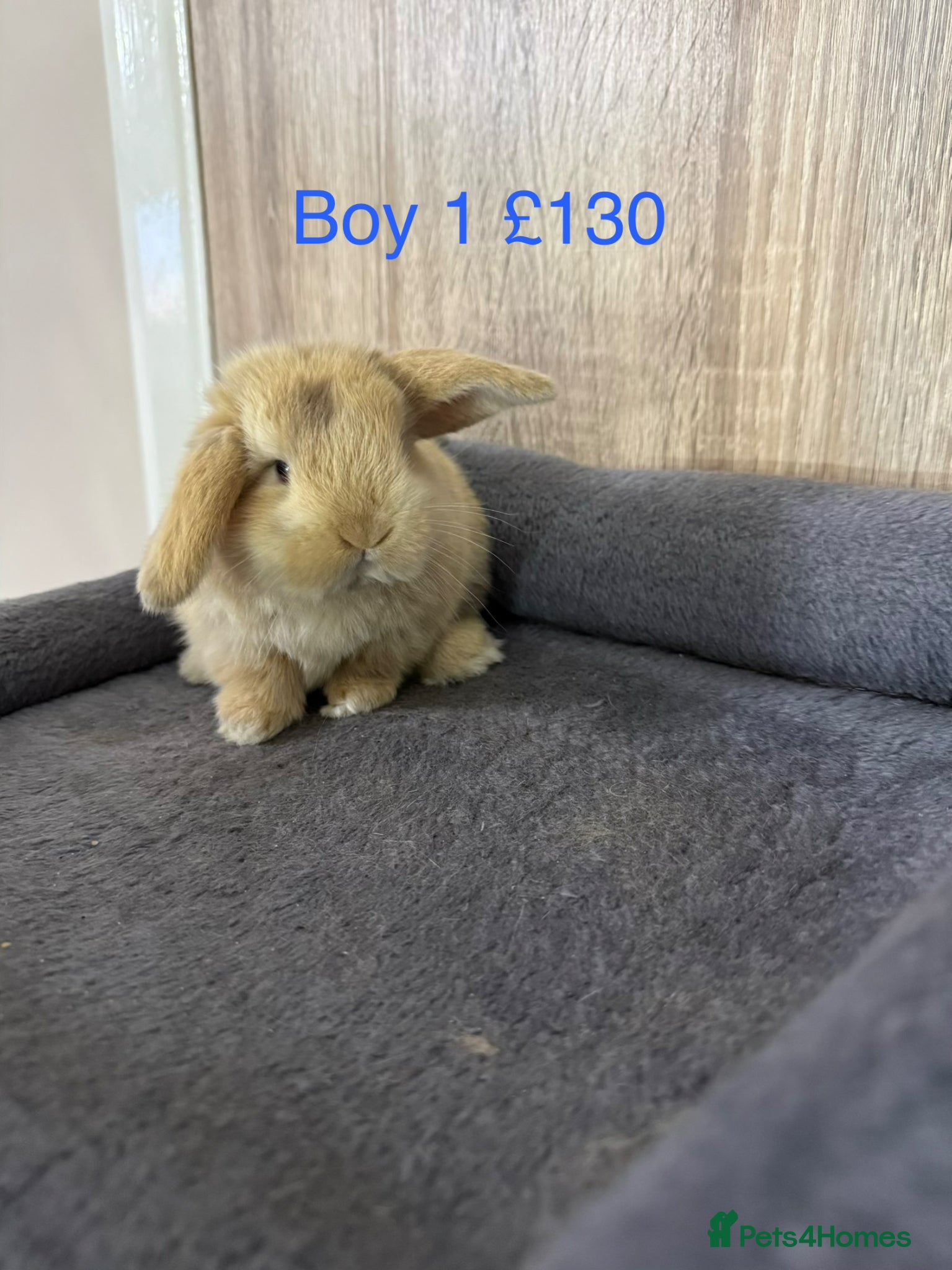 Mini Lop rabbits Beautiful Pure Mini Lop Babies  - Advert 8