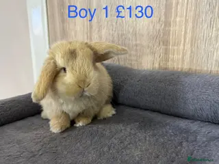 Mini Lop rabbits Beautiful Pure Mini Lop Babies - Advert 8