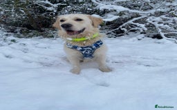 Golden Retriever dogs for sale: Sad sale  in Barnsley - Image 3