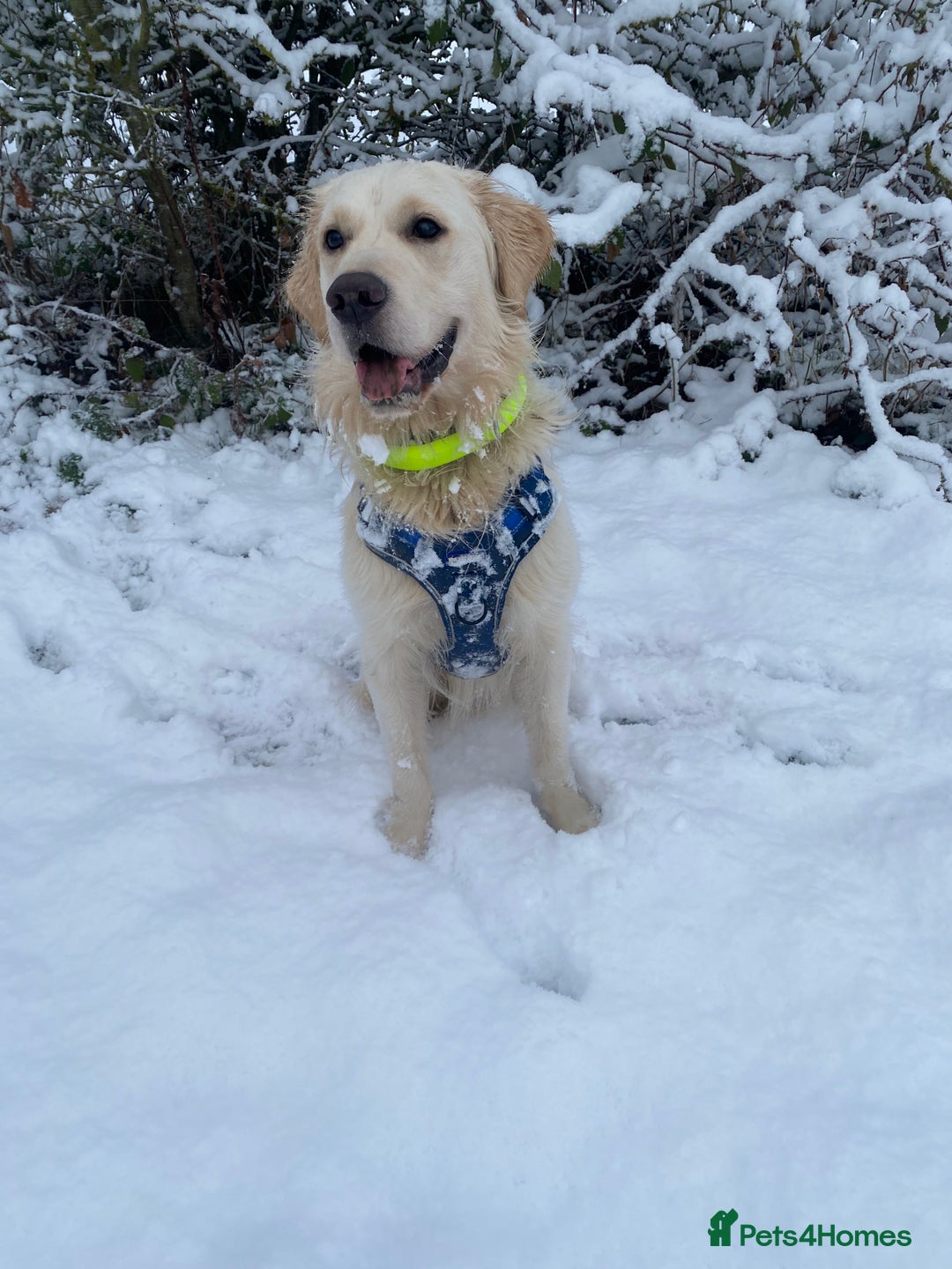 Golden Retriever dogs for sale: Sad sale  in Barnsley - Image 3