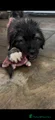 Caucasian Shepherd Dog pink aka peppa