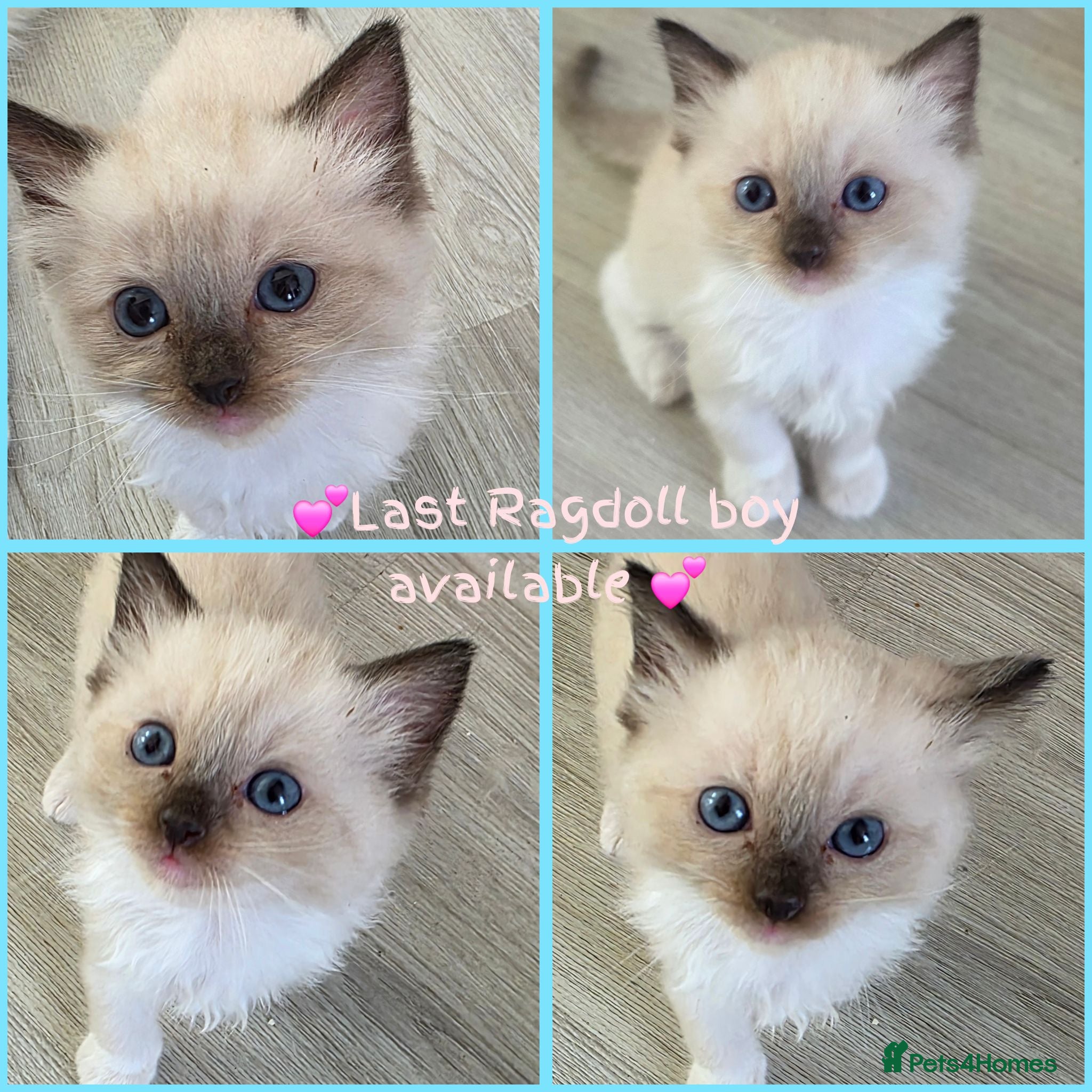 Ragdoll cats 🔹️🔹️ Ragdolls kittens,1 Male available 🔹️🔹️🔹️ - Advert 1