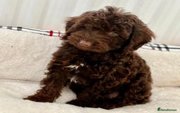 Cockapoo dogs for sale: BEAUTIFUL COCKERPOO PUPPIES  - Image 2