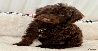Cockapoo dogs - Advert 9