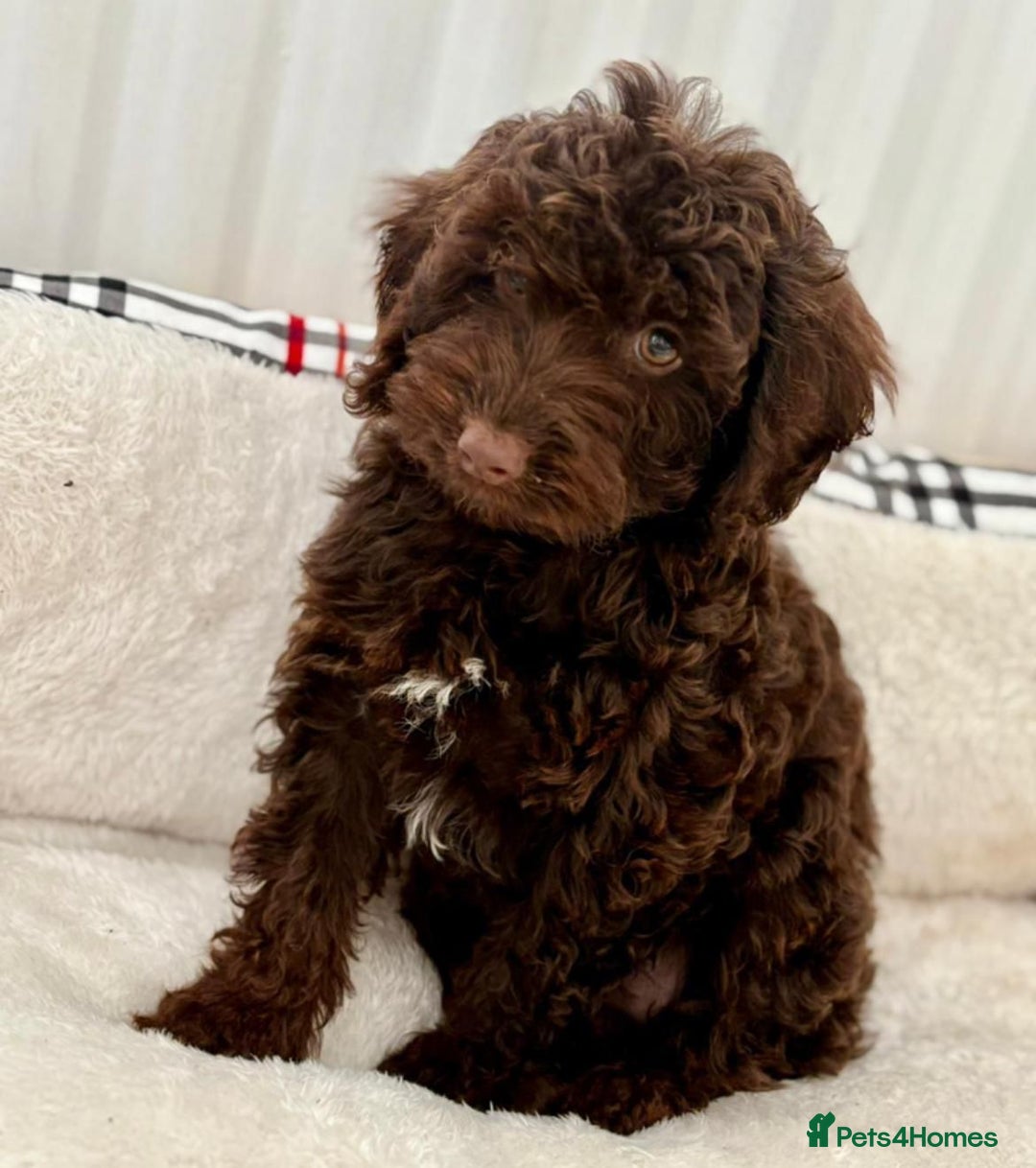 Cockapoo dogs for sale: BEAUTIFUL COCKERPOO PUPPIES  - Image 2