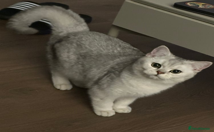 British Shorthair cats - Advert 2