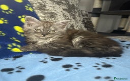 Maine Coon cats for sale: XXL Maine Coon Kittens Double TICA Champion lines  - Image 25