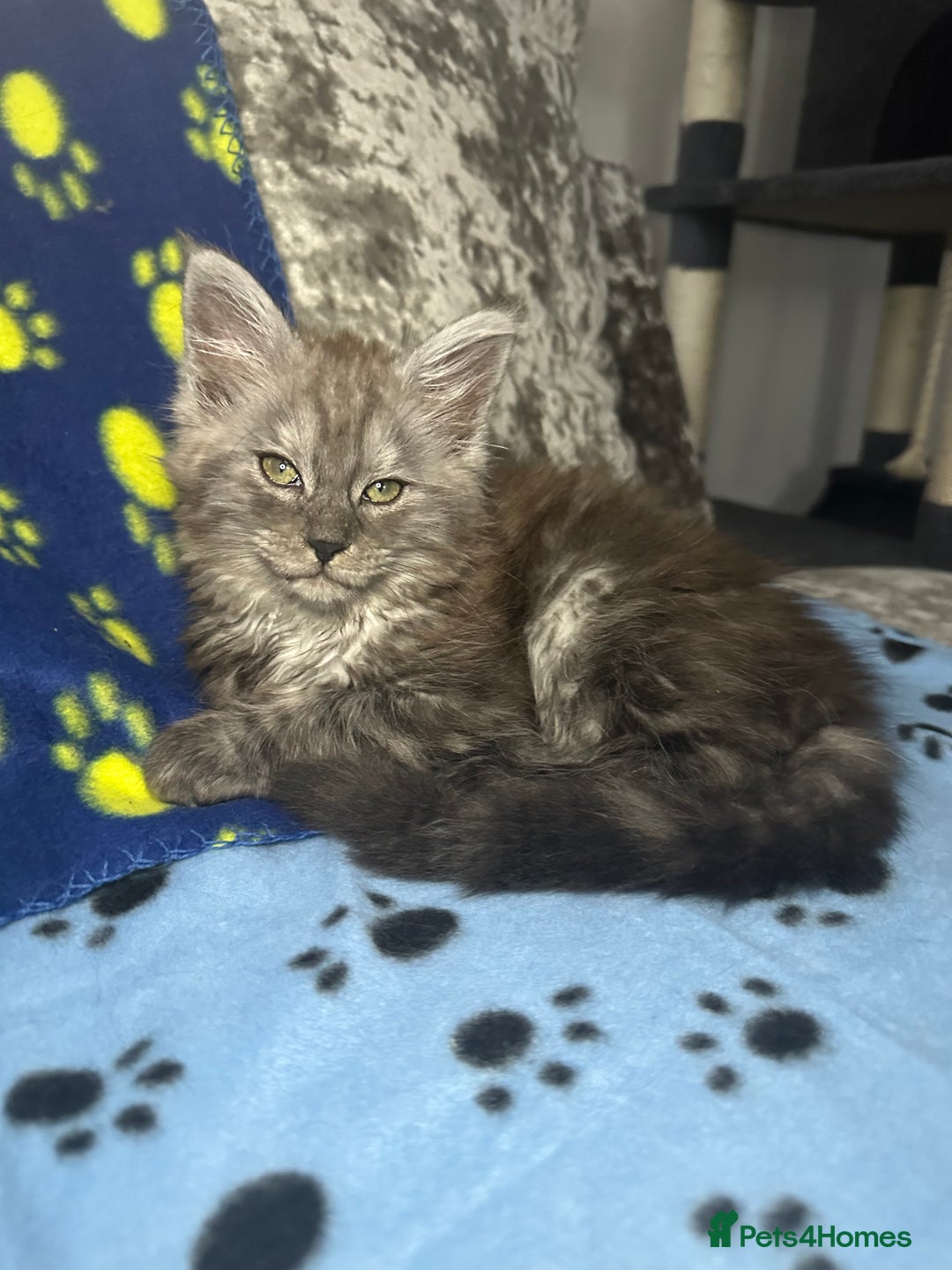 Maine Coon cats for sale: XXL Maine Coon Kittens Double TICA Champion lines  - Image 25
