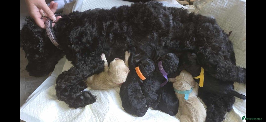 Cockapoo dogs for sale: F2 cockapoo puppies - Image 8